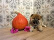 Shihba inu