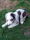 Magnifiques chiots Border Collie