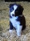 Disponible immédiatement border collie
