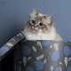 Shanelle, femelle retraité blue tabby point