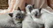 Chatons siamois