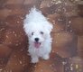 Bichons maltais nains à v