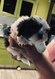 Superbe Shih-tzu