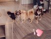 3 chihuahuas Retraités d élevages