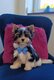 Magnifiques Biewer Terriers