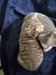 Cornish Rex