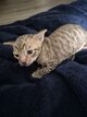 Cornish Rex