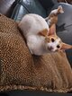 Chaton oriental blanc et roux