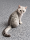 Magnifique chaton à vendre