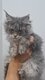 Magnifique maine coon