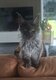 Magnifique maine coon