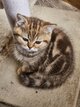 Chatons British shorthair chocolat blotched