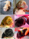 Chiots Cocker anglais à vendre