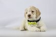 Elevage de Lagotto Romagnolo, chiots CHiens de...