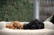 Cockapoo chiots et Spoodle puppies: joyeux,...