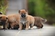 Shiba Inu chiots  : intelligent, attentif et...