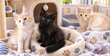 🐱 Adorables bébés Maine Coons...