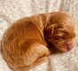 Bernie   Magnifique et rare chiot Pomapoo F1 roux...