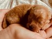 Magnifique chiot Pomapoo F1 mâle papa caniche...