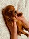 Magnifique chiot Pomapoo F1 mâle papa caniche...