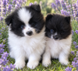 Pomsky