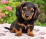 🐾 Adorable petit mâle teckel nain à...