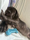 Magnifique chiot Cane Corso
