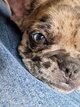 Bouledogue français chiot 4 mois