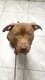 Adoption American Pitbull Terrier