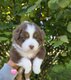 Adorables chiots Bergers Australiens élevés en...