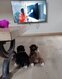 Adorables chiots Bergers Australiens élevés en...