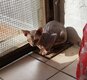 Sphynx femelle [cherche] famille