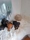 ❤️3 magnifiques bébés teckels nain poil ras...