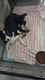 Border collie Petites boules d'amour