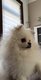 Pomeranian blanc mâle saillie