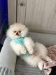 Pomeranian blanc mâle saillie