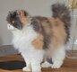 Adulte Selkirk Rex Femelle