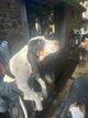 Beagle harrie croisé gascon