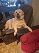 A donner labrador croisé golden retriever