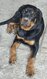 Rottweiler à fort caractere
