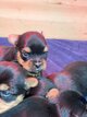Magnifiques chiots Yorkshire petit gabarit   3...