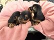 Magnifiques chiots Yorkshire petit gabarit   3...