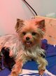 Magnifiques chiots Yorkshire petit gabarit   3...