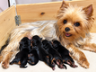 Magnifiques chiots Yorkshire petit gabarit   3...