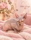 Sphynx chaton disponible