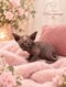 Sphynx chaton disponible a la revervation