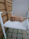 Croisés cocker/caniche