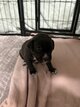 7american bully xl