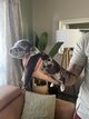 7american bully xl