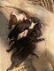 Bébés chihuahuas